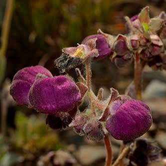 Calceolaria arachnoidea Seed - Purple Lady's Purse - Exotic Perennial - New