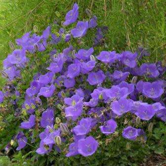 Campanula carpatica - Carpathian Bellflower - 20 Seed Pack - Exotic Perennial - Groundcover - New