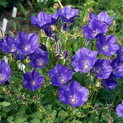 Campanula carpatica - Carpathian Bellflower - 20 Seed Pack - Exotic Perennial - Groundcover - New
