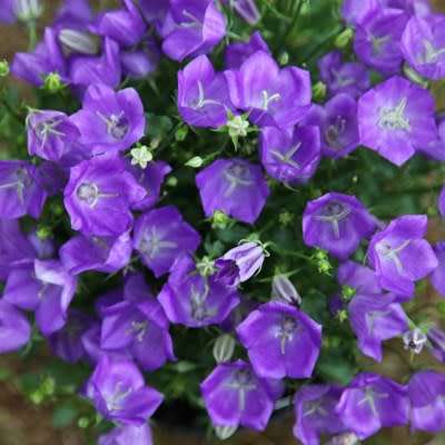 Campanula carpatica - Carpathian Bellflower - 20 Seed Pack - Exotic Perennial - Groundcover - New