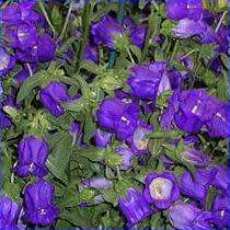 Campanula medium - Canterbury Bells - 5 Seed Pack - Exotic Perennial -Flat Ship Rate- New