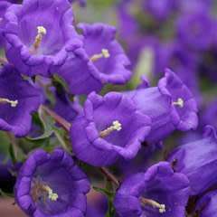 Campanula medium - Canterbury Bells - 5 Seed Pack - Exotic Perennial -Flat Ship Rate- New
