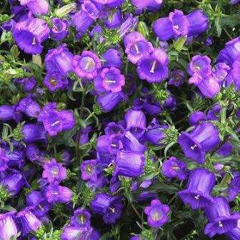 Campanula medium - Canterbury Bells - 5 Seed Pack - Exotic Perennial -Flat Ship Rate- New