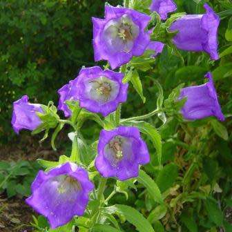Campanula medium - Canterbury Bells - 5 Seed Pack - Exotic Perennial -Flat Ship Rate- New
