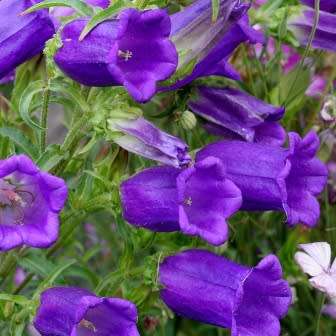Campanula medium - Canterbury Bells - 5 Seed Pack - Exotic Perennial -Flat Ship Rate- New