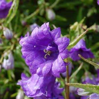 Campanula trachelium - Nettle-leaved Bellflower - 5 Seed Pack - Exotic Perennial - New