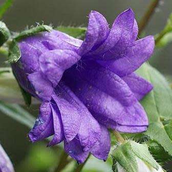 Campanula trachelium - Nettle-leaved Bellflower - 5 Seed Pack - Exotic Perennial - New