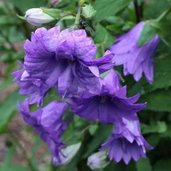 Campanula trachelium - Nettle-leaved Bellflower - 5 Seed Pack - Exotic Perennial - New