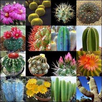 Cactus Mixed Species - 50+ Seed Pack - Exotic Cactus Succulent -Combined Global Shipping