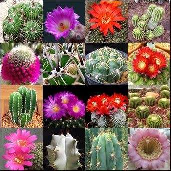Cactus Mixed Species - 50+ Seed Pack - Exotic Cactus Succulent -Combined Global Shipping