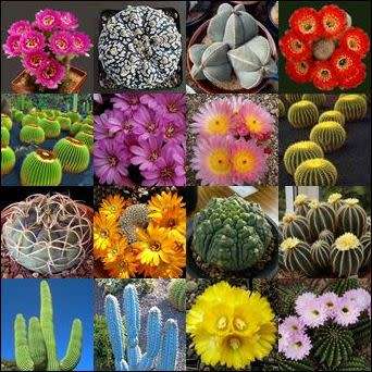 Cactus Mixed Species - 50+ Seed Pack - Exotic Cactus Succulent -Combined Global Shipping