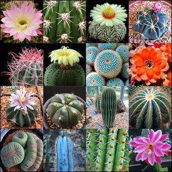 Cactus Mixed Species - 50+ Seed Pack - Exotic Cactus Succulent -Combined Global Shipping