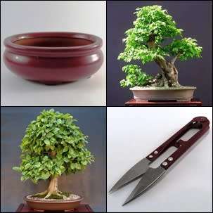 GrowYourOwn Bonsai Starter Kit for European Hornbeam - Everything you need to get started!