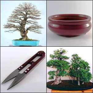 GrowYourOwn Bonsai Starter Kit for White Stinkwood - Everything you need to get started!