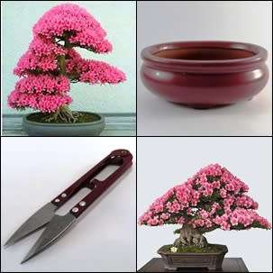 GrowYourOwn Bonsai Starter Kit for Chinese Redbud - Everything you need to get started!