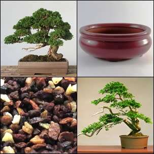 GrowYourOwn Bonsai Starter Kit for Hinoki Cypress - Everything you need to get started!