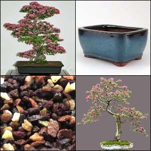GrowYourOwn Bonsai Starter Kit for Flowering Hawthorn - Everything you need to get started!