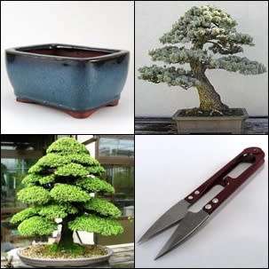 GrowYourOwn Bonsai Starter Kit for Japanese Red Cedar - Everything you need to get started!