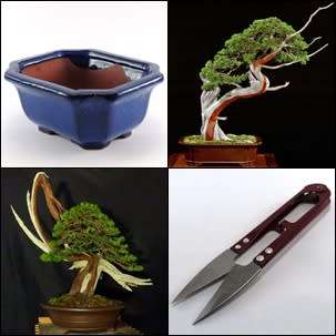 GrowYourOwn Bonsai Starter Kit for Eastern Juniper - Everything you need to get started!