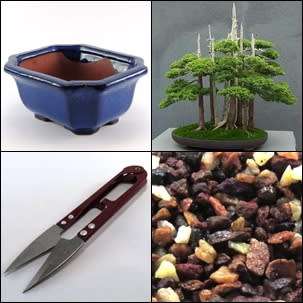 GrowYourOwn Bonsai Starter Kit for Chinese Juniper - Everything you need to get started!