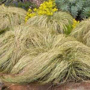 Carex comans Green Seeds - Evergreen Perennial Ornamental Grass -Global Shipping- New