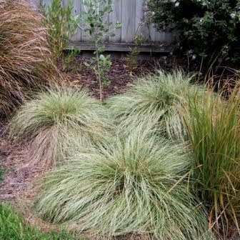Carex comans Green Seeds - Evergreen Perennial Ornamental Grass -Global Shipping- New