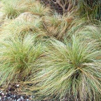 Carex comans Green Seeds - Evergreen Perennial Ornamental Grass -Global Shipping- New
