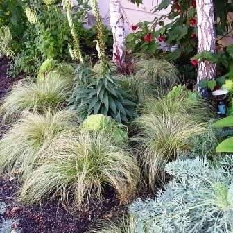 Carex comans Green Seeds - Evergreen Perennial Ornamental Grass -Global Shipping- New