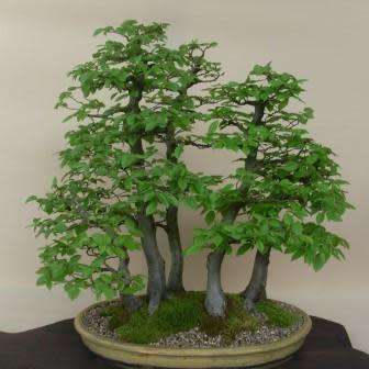 Carpinus betulus - European Hornbeam Bonsai Seeds + FREE Gifts Seeds + Bonsai eBook, NEW