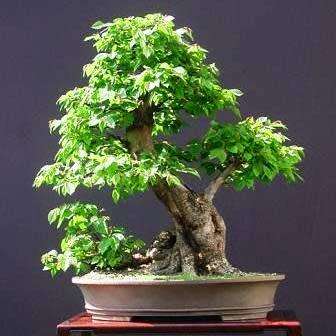 Carpinus betulus - European Hornbeam Bonsai Seeds + FREE Gifts Seeds + Bonsai eBook, NEW