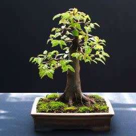 Carpinus betulus - European Hornbeam Bonsai Seeds + FREE Gifts Seeds + Bonsai eBook, NEW