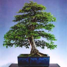 Carpinus betulus - European Hornbeam Bonsai Seeds + FREE Gifts Seeds + Bonsai eBook, NEW