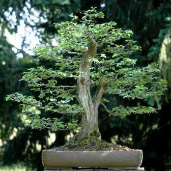 Carpinus betulus - European Hornbeam Bonsai Seeds + FREE Gifts Seeds + Bonsai eBook, NEW