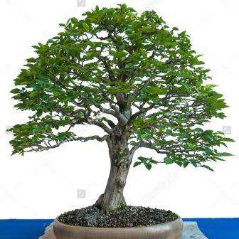 Carpinus betulus - European Hornbeam Bonsai Seeds + FREE Gifts Seeds + Bonsai eBook, NEW