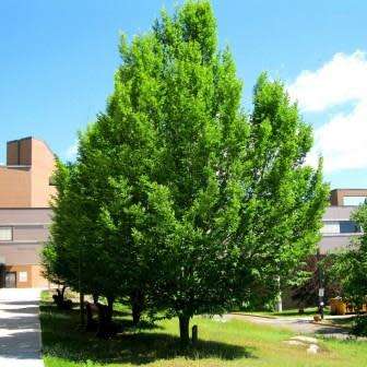 Carpinus betulus - European Hornbeam - 10 Seeds - Tree or Shrub, NEW