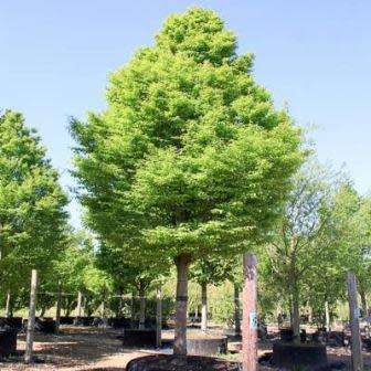 Carpinus betulus - European Hornbeam - 10 Seeds - Tree or Shrub, NEW