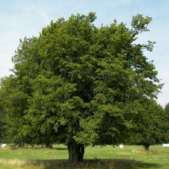Carpinus betulus - European Hornbeam - 10 Seeds - Tree or Shrub, NEW