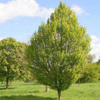 Carpinus betulus - European Hornbeam - 10 Seeds - Tree or Shrub, NEW