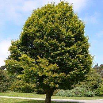 Carpinus betulus - European Hornbeam - 10 Seeds - Tree or Shrub, NEW