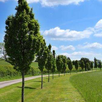 Carpinus betulus - European Hornbeam - 10 Seeds - Tree or Shrub, NEW