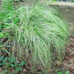 Carex albula Frosted Curls Seeds - Perennial Grass -Global Shipping- New