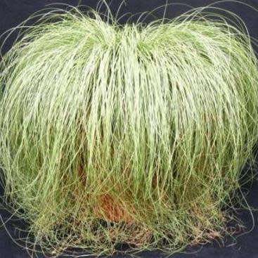 Carex albula Frosted Curls Seeds - Perennial Grass -Global Shipping- New