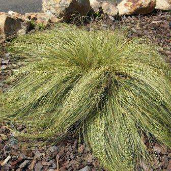 Carex albula Frosted Curls Seeds - Perennial Grass -Global Shipping- New