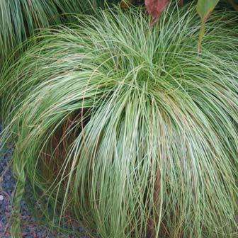 Carex albula Frosted Curls Seeds - Perennial Grass -Global Shipping- New