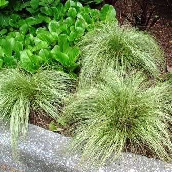 Carex albula Frosted Curls Seeds - Perennial Grass -Global Shipping- New