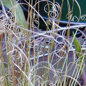 Carex albula Frosted Curls Seeds - Perennial Grass -Global Shipping- New