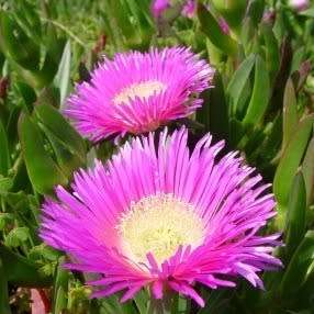 Carpobrotus edulis -10 Seed Pack- Indigenous Succulent Mesemb - Global Shipping - NEW
