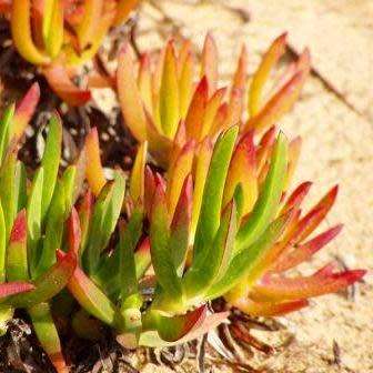 Carpobrotus edulis -10 Seed Pack- Indigenous Succulent Mesemb - Global Shipping - NEW