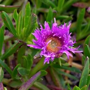 Carpobrotus edulis Seeds - Indigenous Succulent Mesemb - Global Shipping - NEW