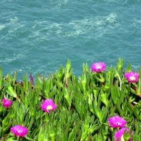 Carpobrotus edulis -10 Seed Pack- Indigenous Succulent Mesemb - Global Shipping - NEW